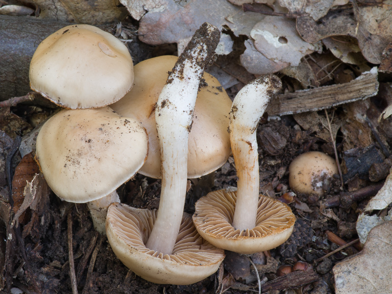 Cortinarius diabolicorigens Cortinarius diabolicorigens